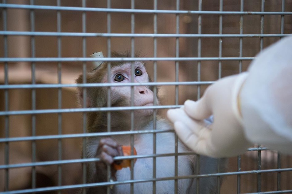 Ein Rhesus-Affe mit einem Implantat wird am 10.03.2016 in der Tierhaltung im Max-Planck-Institut für biologische Kybernetik in Tübingen von einem Tierpfleger gefüttert.