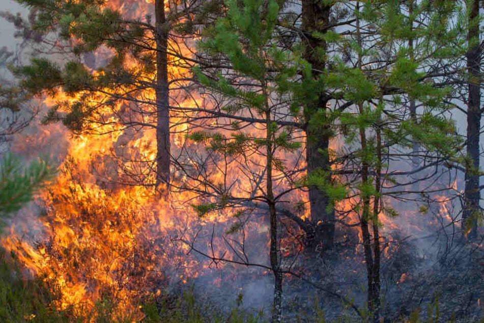 Ein Feuer im Wald verbreitet sich in Sekundenschnelle. (Symbolbild)