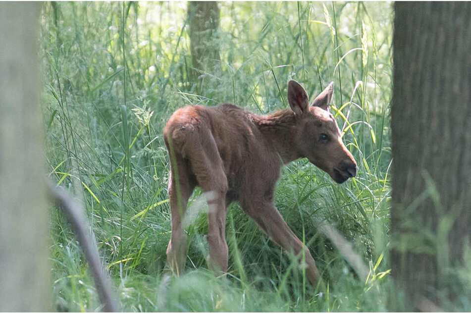 Das Elchkalb verstarb, ohne das es zuvor Anzeichen auf eine Krankheit gab.