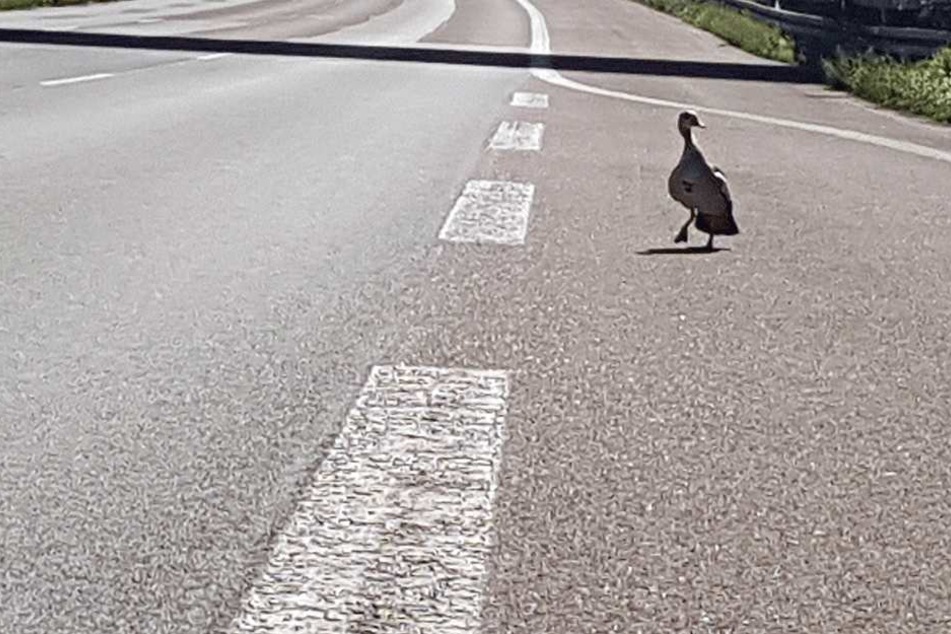 Eine Ente läuft am 23. August bei Köln (Nordrhein-Westfalen) verzweifelt über die Autobahn 3 und sucht ihre Küken.