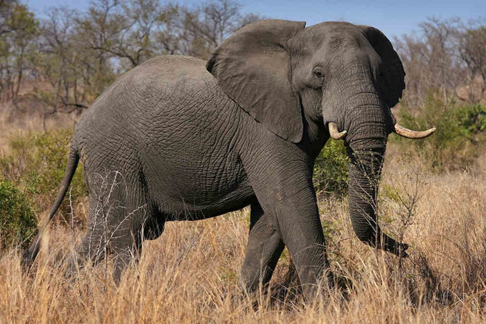 Ausgewachsene Afrikanische Elefanten wiegen etwa 6000 Kilo.