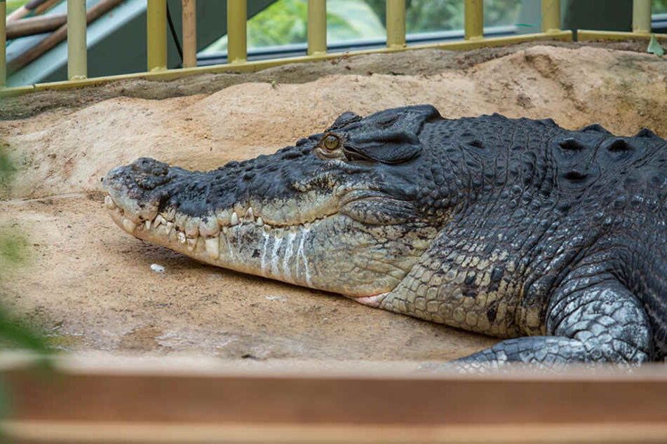 Das Leistenkrokodil Max war Publikumsliebling im Dresdner Zoo. Das fast fünf Meter lange Tier wurde etwa 60 Jahre alt, starb 2015.