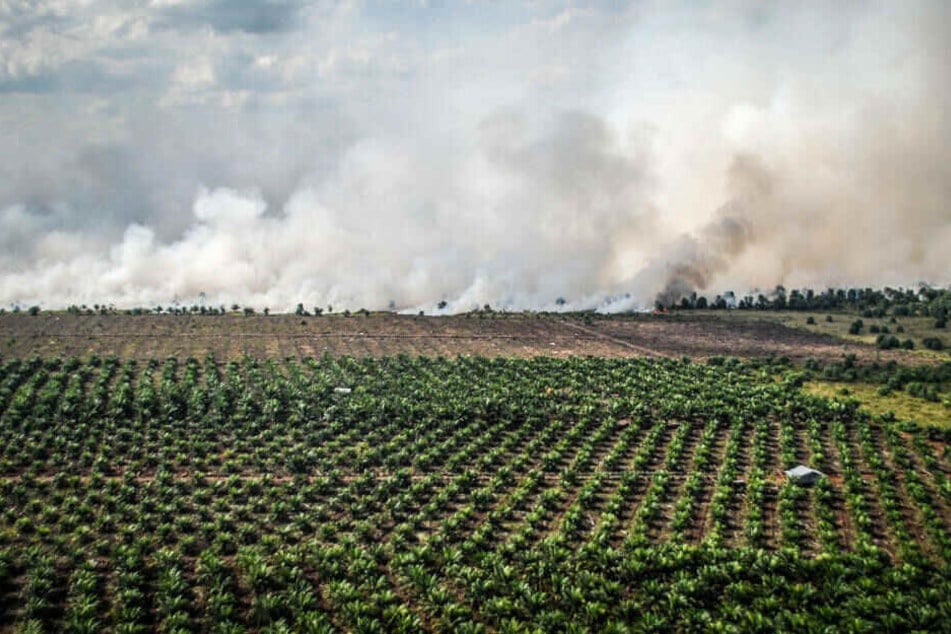 Das Gelände neben einer Palmöl-Plantage brennt und wird durch die Rodung als Anbaufläche vorbereitet.