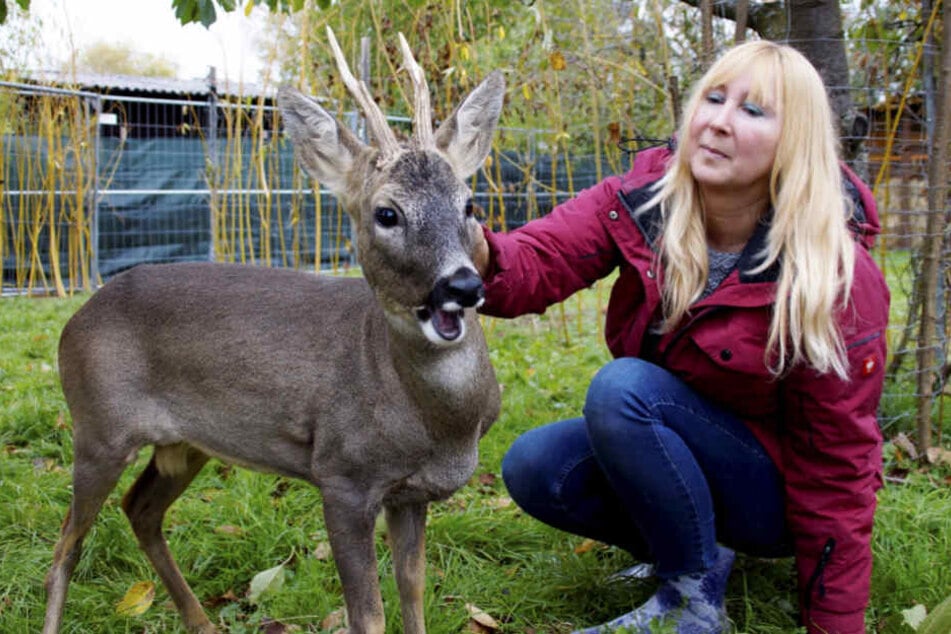 Wieder zurück: Anja Pahlen streichelt den ausgewachsenen Bock.