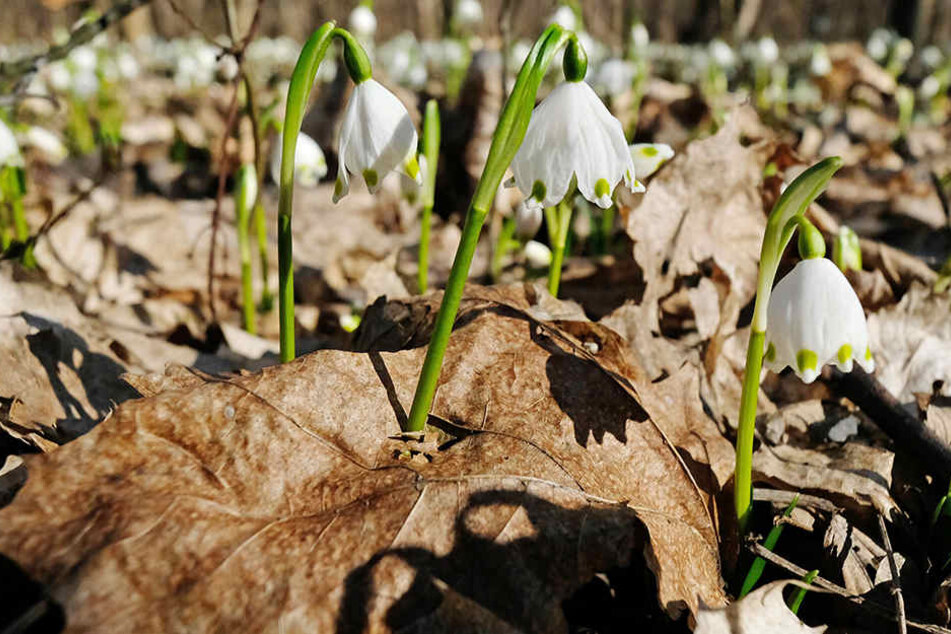Die ersten Vorboten des Frühlings kann man auf Leipzigs Grünflächen bereits begrüßen: Schneeglöckchen im Auenwald.