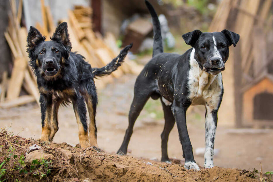 Beide Hunde wurden von der Polizei erschossen (Symbolbild).