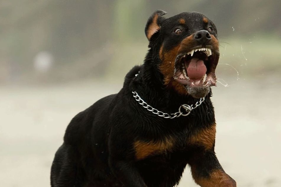 Der Rottweiler biss das Kind (1) auf die Intensivatation (Symbolbild).