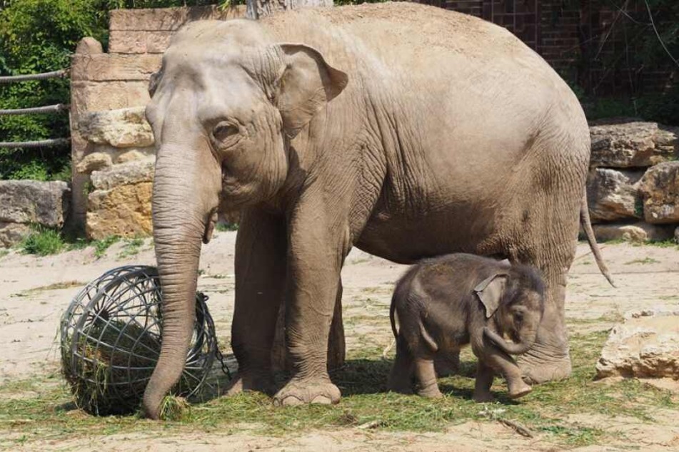Elefant leipzig baby