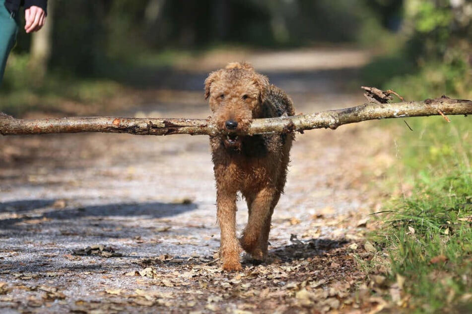 Ein herrenloser Hund hat die Polizei auf einen vermuteten Einbruch aufmerksam gemacht.