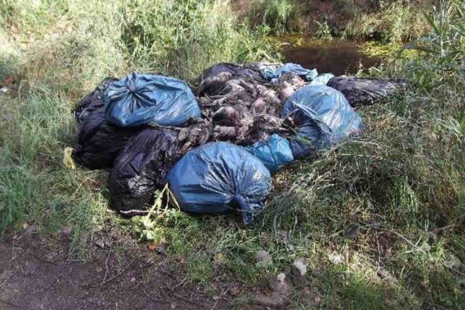Mehrere Müllsäcke mit toten Hühnern wurden an einem Graben gefunden.