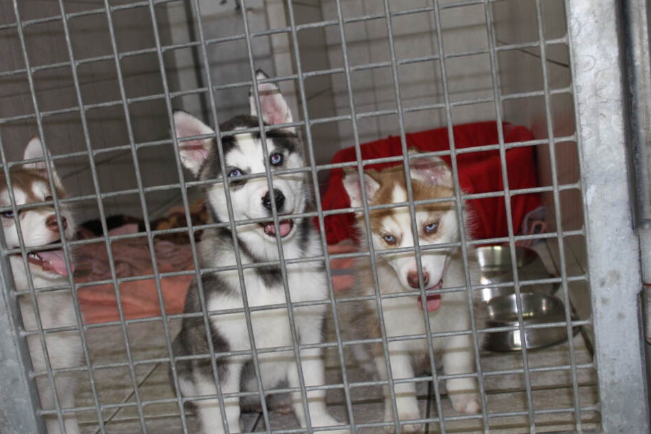 Rassehunde, die gerade besonders gefragt sind, werden häufig Opfer von skrupellosen Händlern.