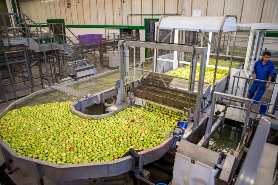 Die nagelneue
Apfel-Sortieranlage
wird
ab sofort das
Kernstück der
Obstland-Produktion.