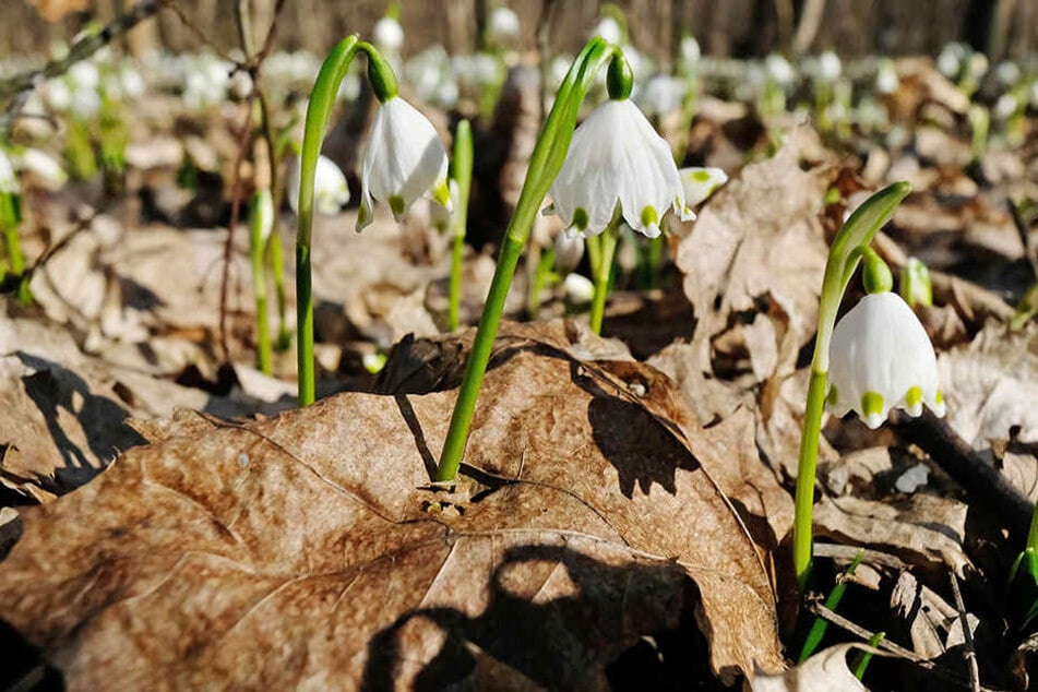 Die ersten Frühblüher schieben sich bereits durch den tauenden Boden.