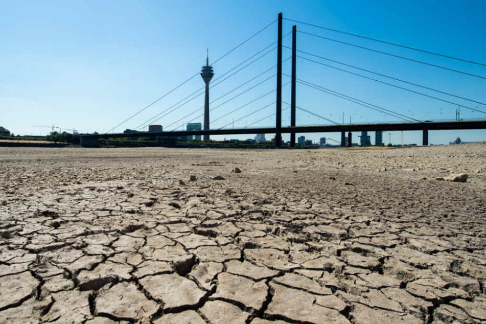 Wegen der Dürre ist das Flussbett des Rheins bei Düsseldorf teilweise trockengefallen und ausgetrocknet.