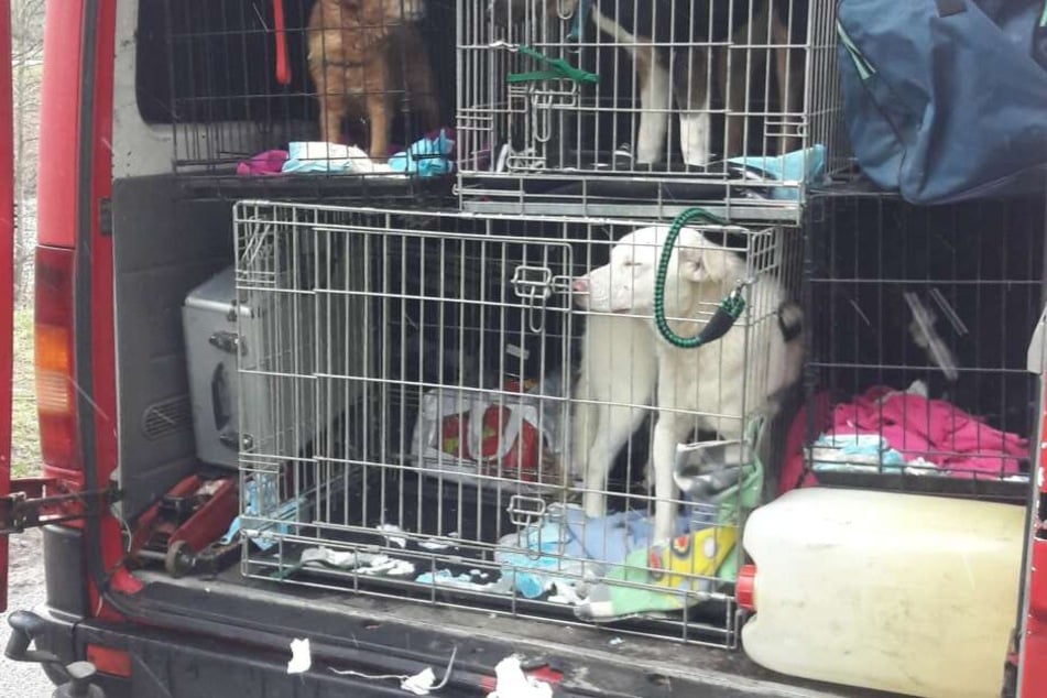 Die vier Hunde waren schlecht gepflegt in Boxen eingesperrt.