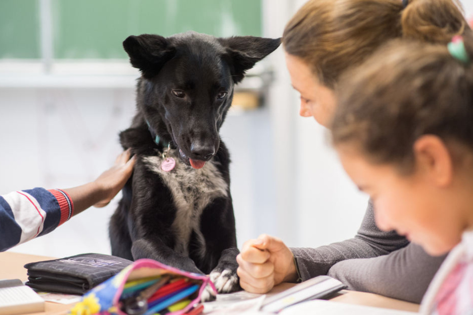 Hündin Naya soll das Sozialverhalten der Kinder schulen.