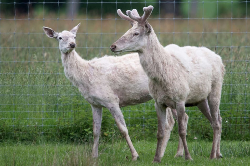 Die weißen Hirsche im Reinhardswald gaben lange Zeit Rätsel auf.