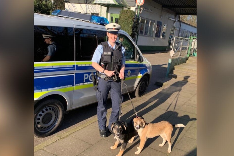 Die Bundespolizei nahm die Hunde entgegen.