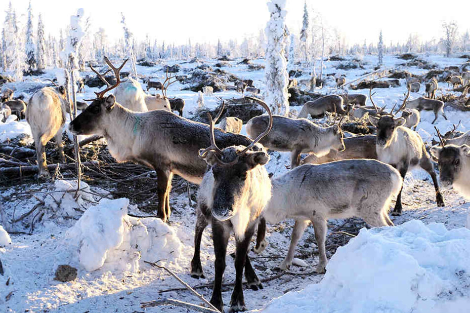 Tausende Wildtiere mussten in Norwegen umgebracht werden.