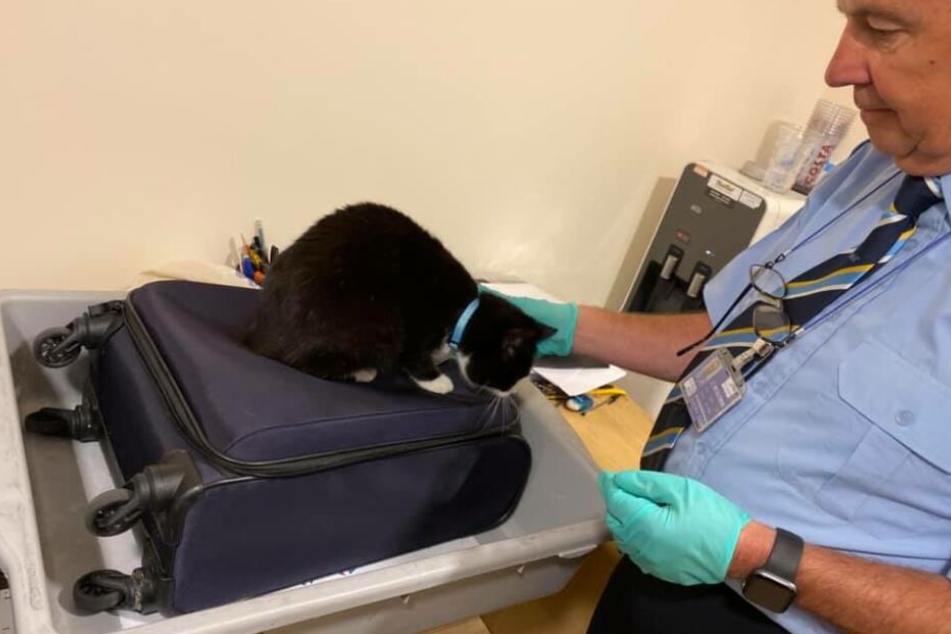 Katze Candy versteckte sich heimlich im Koffer und wurde beim Scannen entdeckt.