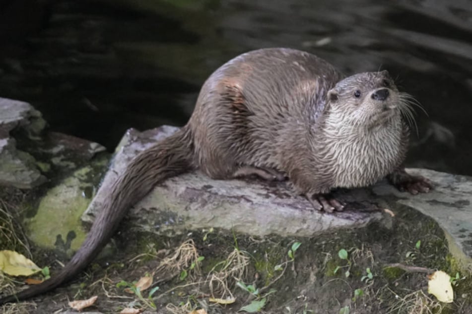 Fischotter Nikola soll im Kölner Zoo für Nachwuchs sorgen.