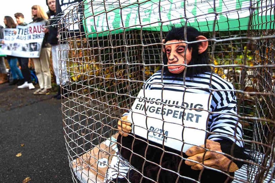 Ein Tierschützer sitzt im Affenkostüm in einem Käfig und demonstriert gegen die Haltung von Tieren im Zirkus.