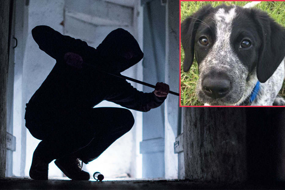 Nachdem der Einbrecher und Dieb gestellt wurde, fand man im Keller des 26-Jährigen dessen in einem Schrank eingesperrten Hund (Symbolbilder).