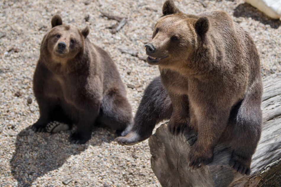 Benno (r.) und Bea können es kaum erwarten. Kurz vor der Schaufütterung sitzen sie neugierigen Blickes im Schlossgraben.
