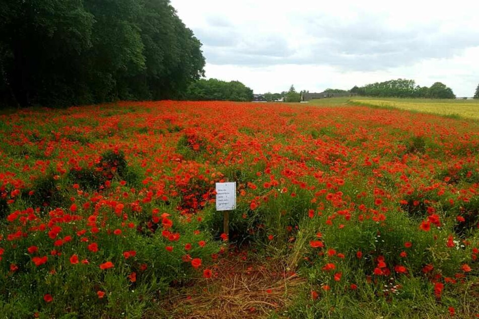 Das blühende Mohnfeld bei Dormagen wurde von Unbekannten betreten und dabei erheblich beschädigt.