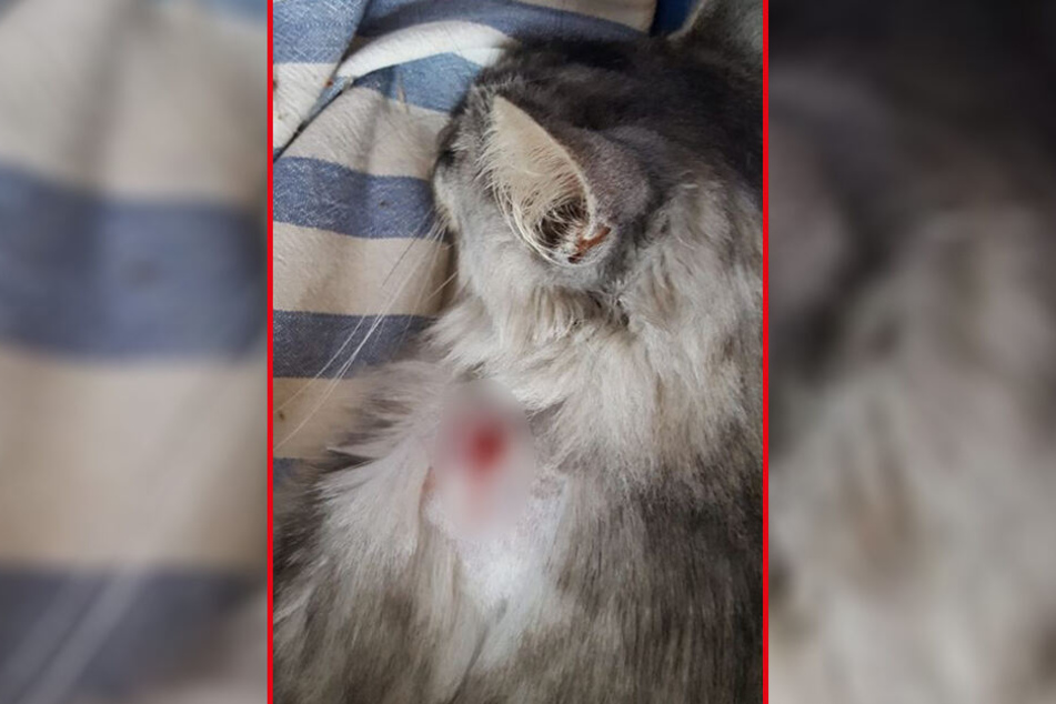 Der vierjährige Kater "Charly" wurde am Dienstag im oberösterreichischen Tragwein angeschossen.