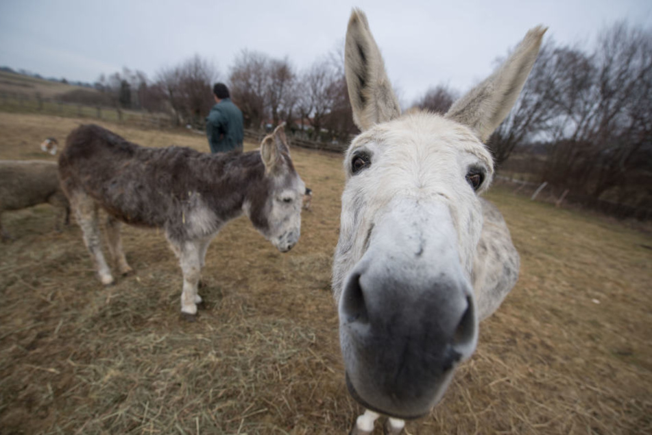 Weil eine Tierhalterin ihre Esel und co. auf einer geschützten Wiese weiden lies, sollte sie 4900 Euro zahlen.