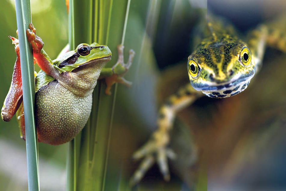 Der Laubfrosch begibt sich jetzt in die Winterstarre.