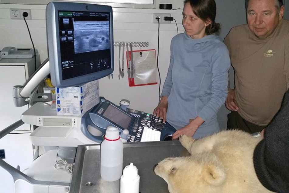 Eisbär Fritz wird mit Ultraschall von den Tierärzten Dr. Susanne Holtze (IZW) und Dr. Günter Strauß (Tierpark) untersucht.