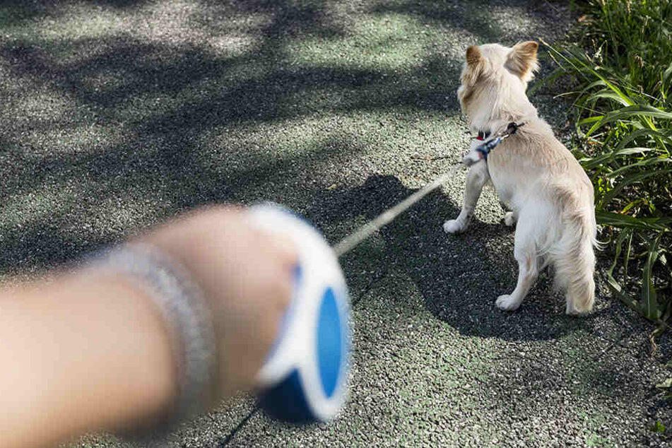 In Aschaffenburg wurde ein Hund beim Gassi-Gehen von einem Auto überrollt und getötet. (Symbolbild)
