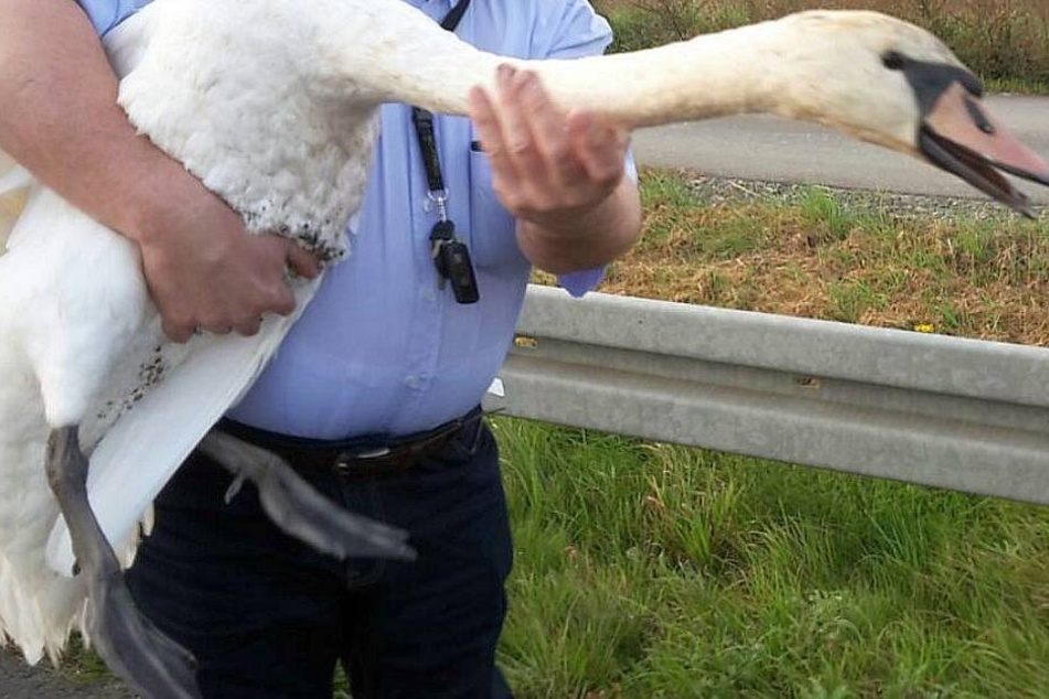 Dem Schwan konnte von den Beamten geholfen werden.