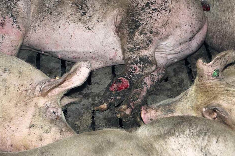 Ein Schwein mit einer blutigen Klaue. Für die Wundheilung wird nichts getan.