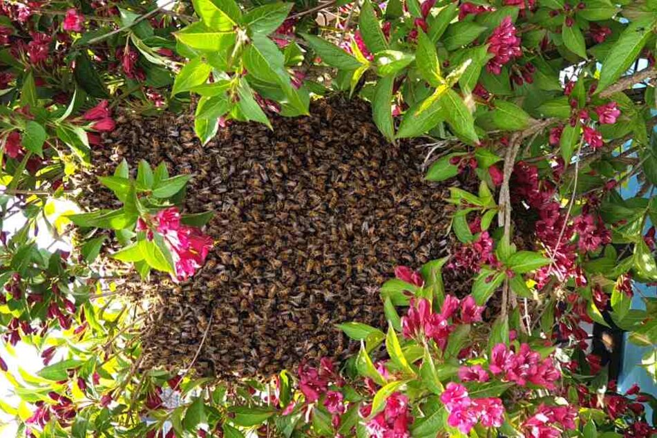 Der Bienenschwarm setzte sich in den Busch.