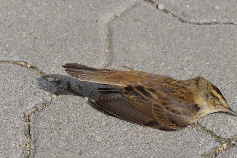 Der Usutu-Virus ist für Vögel tödlich.