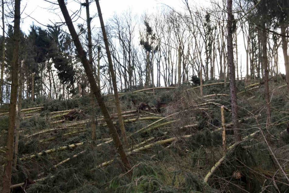 "Friederike" richtete in Hessens Wäldern großen Schaden an.