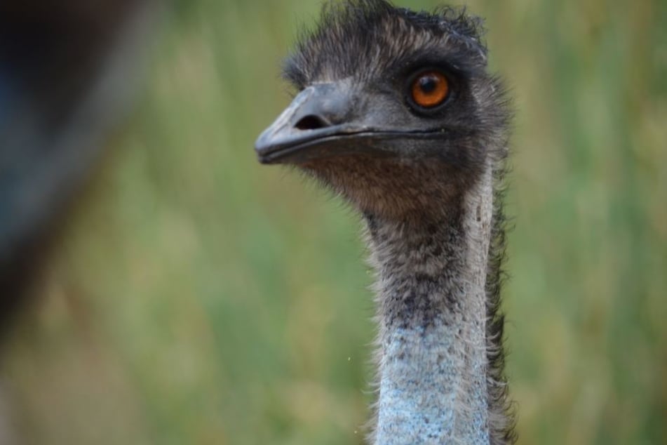 Der entlaufene Emu hielt Polizei und Tierrettung auf Trab. (Symbolbild)