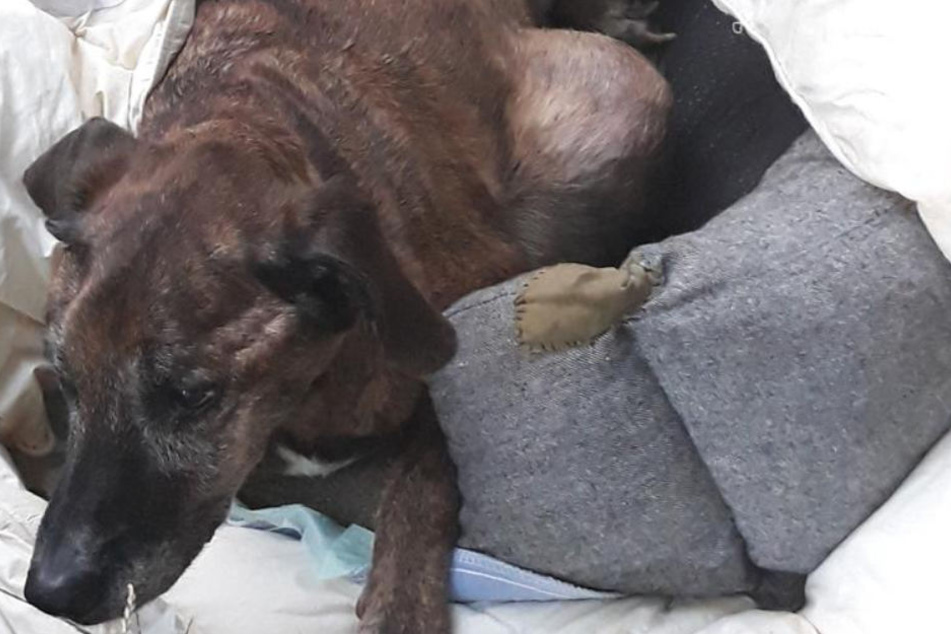 Tierärzte konnten die Hündin nicht mehr retten, sie musste eingeschläfert werden.