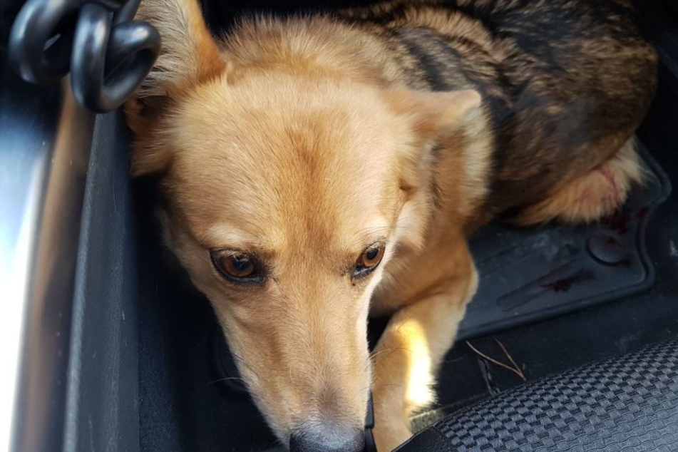 Die Polizei fahndet nach dem hellbraunen Hund und/oder seinem Besitzer. (Symbolbild)
