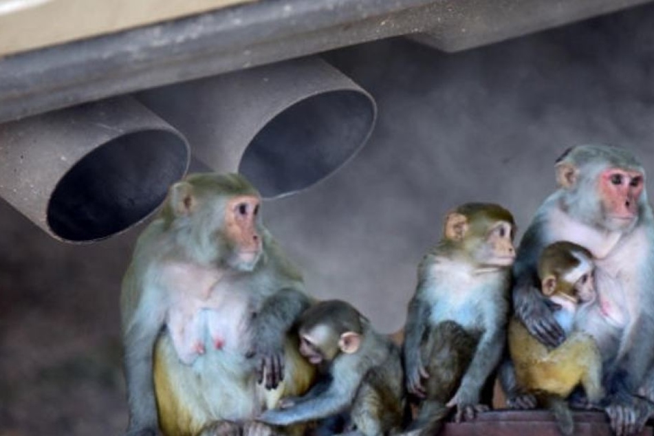 Demnach wurden die Tiere 2014 vier Stunden lang in Räumen mit Auspuffgasen eines - mit manipulierter Abgastechnik ausgestatteten - VW Beetles eingesperrt. (Symbolbild)