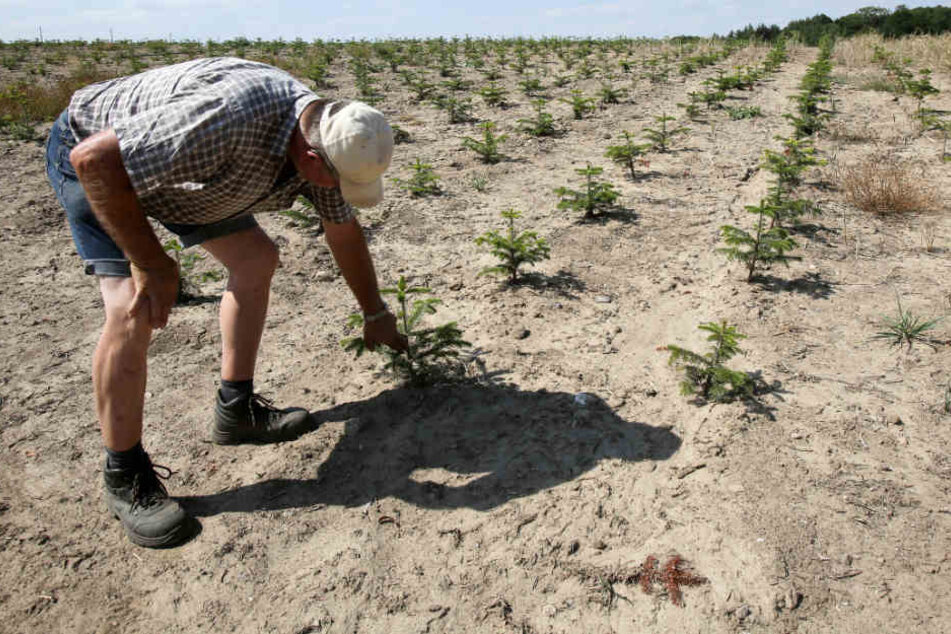 Die lang anhaltende Trockenheit macht sich bei den jungen Bäumen bemerkbar, wie hier bei kleinen Nordmanntannen in Schleswig-Holstein.