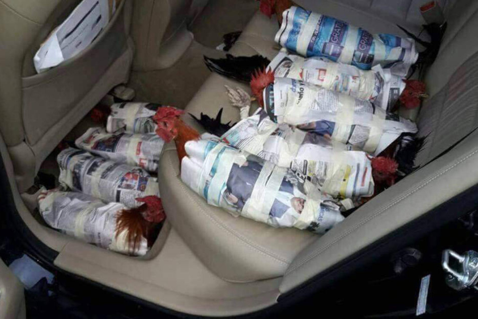 Mehrere Hühner liegen in einem Auto. Die Menschen in Florida versuchen ihr komplettes Hab und Gut in Sicherheit zu bringen.