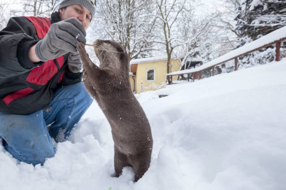 Zwergotterdame Ferret spielt mit Pfleger Peter Hömke (30) im Schnee.