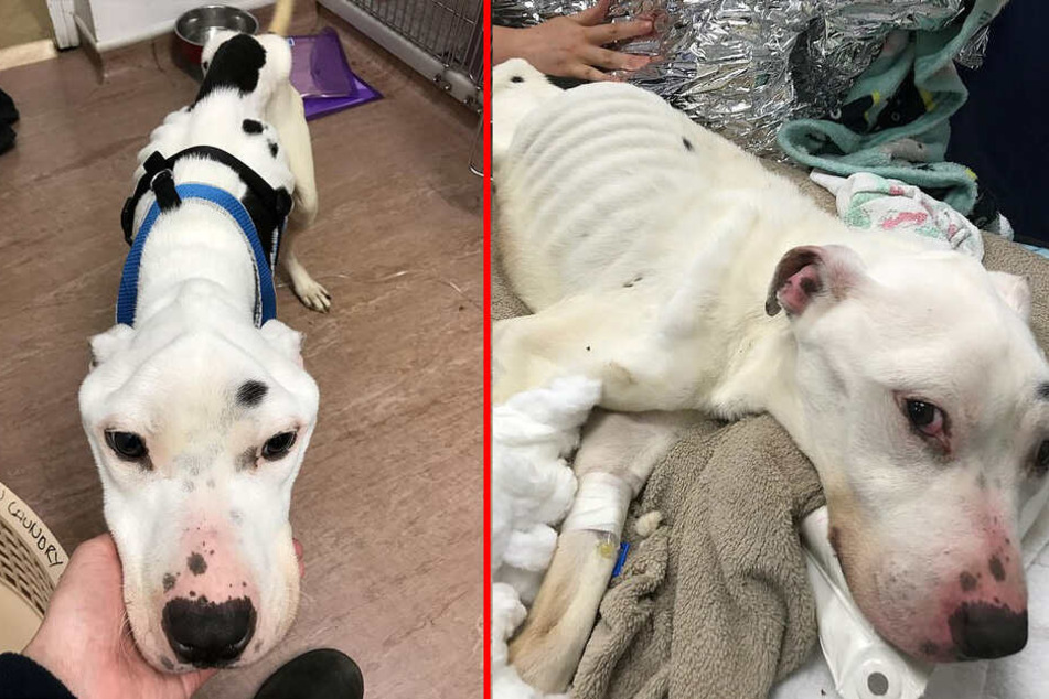 Grausame Bilder Völlig abgemagerter Hund frisst aus Verzweiflung