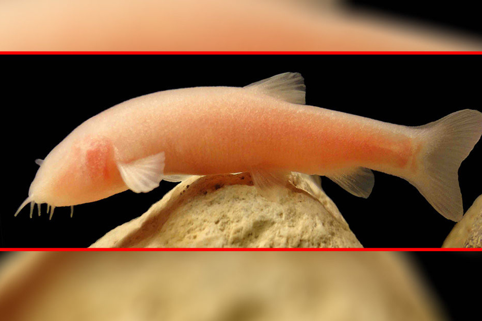 Im Irak wurde während eines Unwetters eine neue Fisch-Art entdeckt.