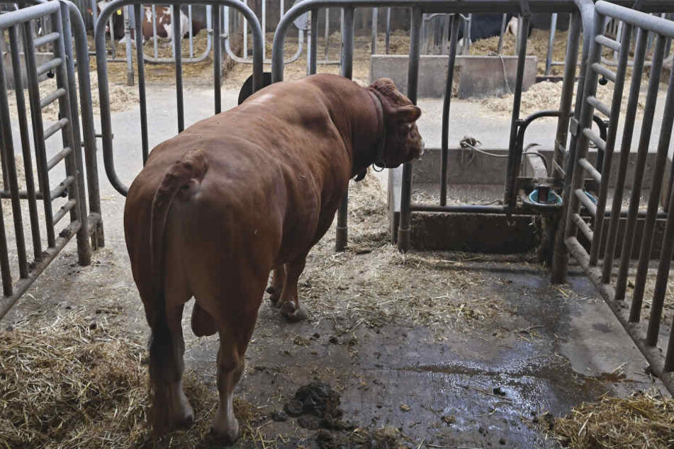 Hier sind die Tiere für die Spermaproduktion untergebracht. Ein guter Zuchtbulle kann bis zu 100.000 Nachkommen haben.