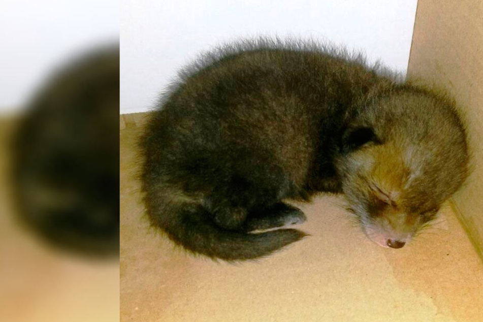 Dieser kleine Fuchs wird jetzt von einem Jäger wieder aufgepäppelt.